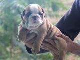 Üst Düzey İngi̇li̇z Buldog Yavrular