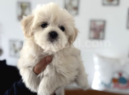 Ankarada Ziyarete Açık Maltese Terrier Yavrularımız görsel