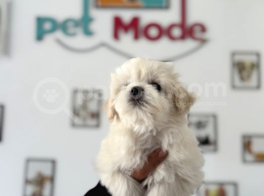 Ankarada Ziyarete Açık Maltese Terrier Yavrularımız görsel