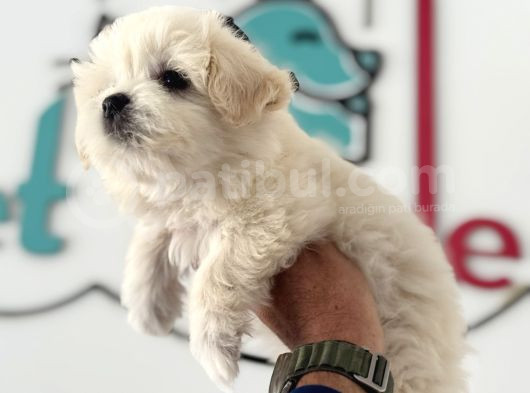 Ankarada Ziyarete Açık Maltese Terrier Yavrularımız görsel