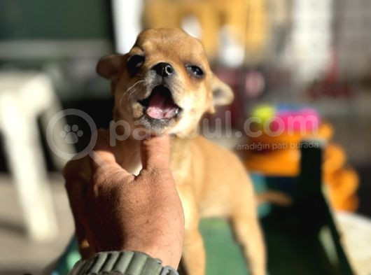Show Kalite Tea Cup Chihuahua Yavrumuz  görsel