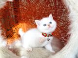 Top Kafa British Shorthair Golden Point