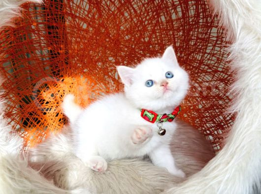 Top Kafa British Shorthair Golden Point görsel