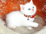 Top Kafa British Shorthair Golden Point