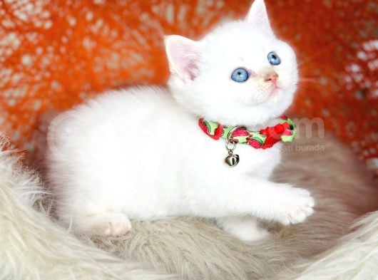 Top Kafa British Shorthair Golden Point görsel