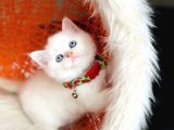 Top Kafa British Shorthair Golden Point