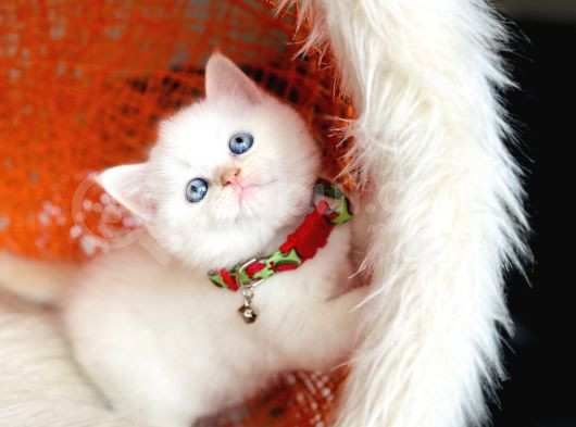 Top Kafa British Shorthair Golden Point görsel