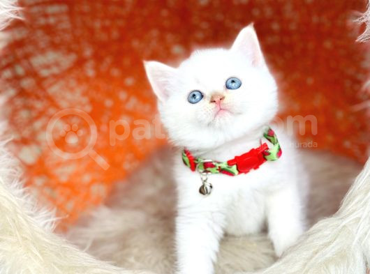 Top Kafa British Shorthair Golden Point