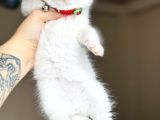 Top Kafa British Shorthair Golden Point