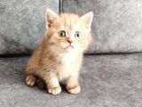 Ci̇nemon Ponçi̇k Aramakla  Bulunmaz