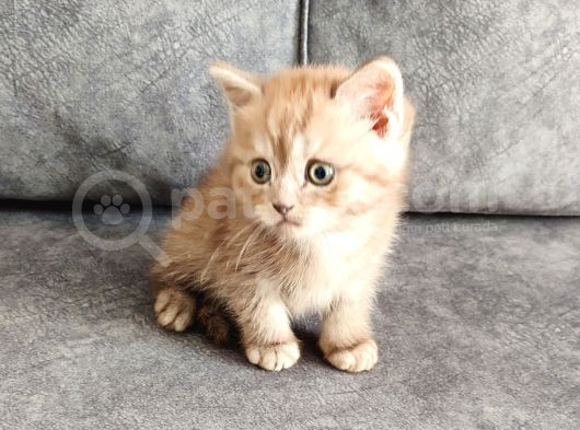 Ci̇nemon Ponçi̇k Aramakla  Bulunmaz görsel