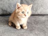 Ci̇nemon Ponçi̇k Aramakla  Bulunmaz