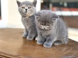 Çok Özel British Shorthair Yavrularımız Ziyarete Açık