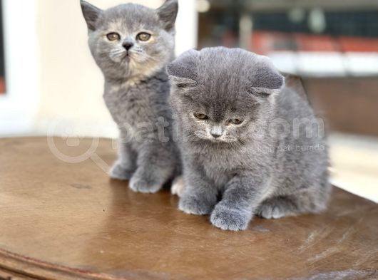 Çok Özel British Shorthair Yavrularımız Ziyarete Açık görsel
