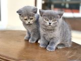 Çok Özel British Shorthair Yavrularımız Ziyarete Açık