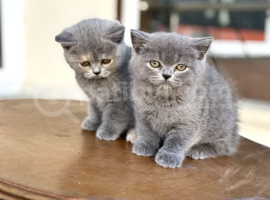 Çok Özel British Shorthair Yavrularımız Ziyarete Açık görsel
