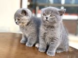Çok Özel British Shorthair Yavrularımız Ziyarete Açık