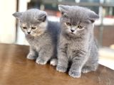 Çok Özel British Shorthair Yavrularımız Ziyarete Açık