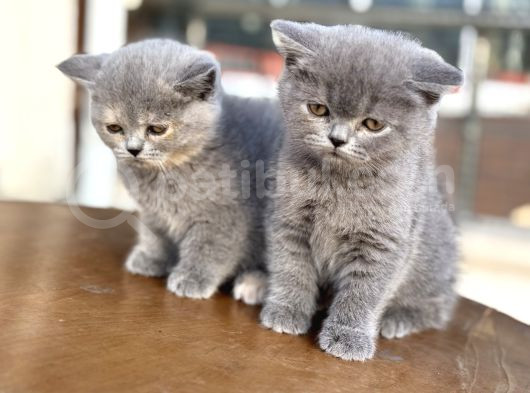 Çok Özel British Shorthair Yavrularımız Ziyarete Açık görsel