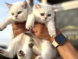 Çok Özel British Shorthair Yavrularımız Ziyarete Açık