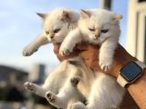 Çok Özel British Shorthair Yavrularımız Ziyarete Açık