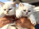 Çok Özel British Shorthair Yavrularımız Ziyarete Açık