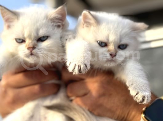 Çok Özel British Shorthair Yavrularımız Ziyarete Açık görsel
