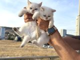 Çok Özel British Shorthair Yavrularımız Ziyarete Açık