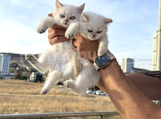 Çok Özel British Shorthair Yavrularımız Ziyarete Açık görsel