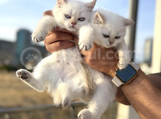 Çok Özel British Shorthair Yavrularımız Ziyarete Açık