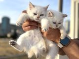 Çok Özel British Shorthair Yavrularımız Ziyarete Açık