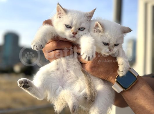 Çok Özel British Shorthair Yavrularımız Ziyarete Açık görsel