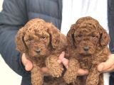 RED TOY POODLE BEBEĞİMİZ A KALİTE