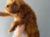 3 Aylık Safkan Maltipoo