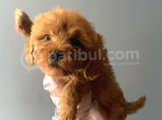 3 aylık safkan maltipoo