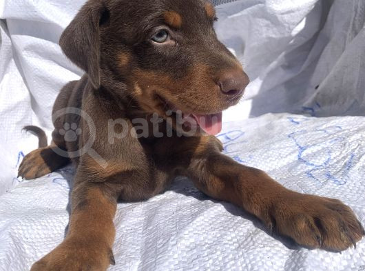 Şampiyon Soydan Doberman Yavrular görsel