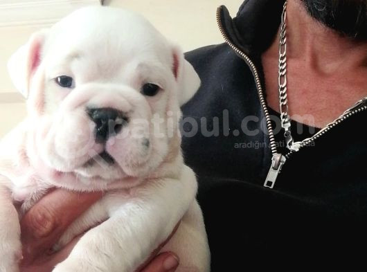 Üst Düzey İngi̇li̇z Buldog Yavrular görsel