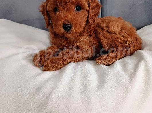 Poodle Ayarında Mini Boy Maltipoo Yavrularımız görsel