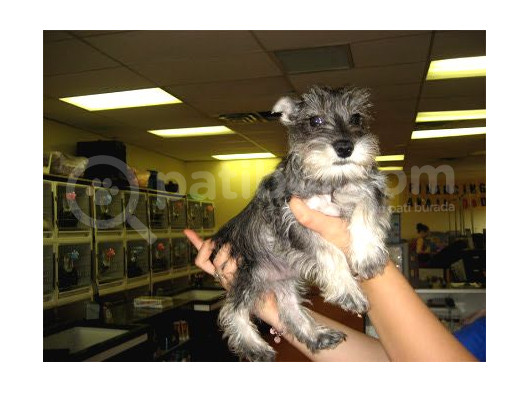 Minyatür Schnauzer Yavruları Mama Ve Malzeme Kampanyalı görsel