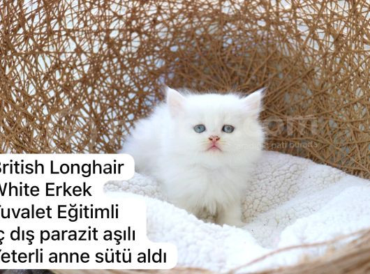 Özel Kedi Serisi Safkan Yavrularım