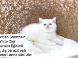 Özel Kedi Serisi Safkan Yavrularım