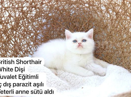 Özel Kedi Serisi Safkan Yavrularım görsel