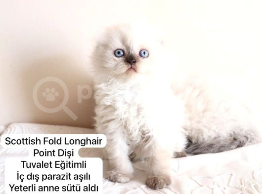Özel Kedi Serisi Safkan Yavrularım görsel