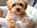 Kahve Tonlu Mini Boy Puppy Sevimli Yavrular Malti̇po Ci̇nsi̇ 