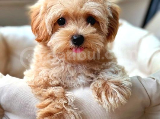 Kahve Tonlu Mini Boy Puppy Sevimli Yavrular Malti̇po Ci̇nsi̇  görsel