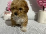 Maltipoo Şekerleri Yeni Yuvasını Arıyor