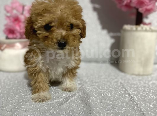 Maltipoo Şekerleri Yeni Yuvasını Arıyor
