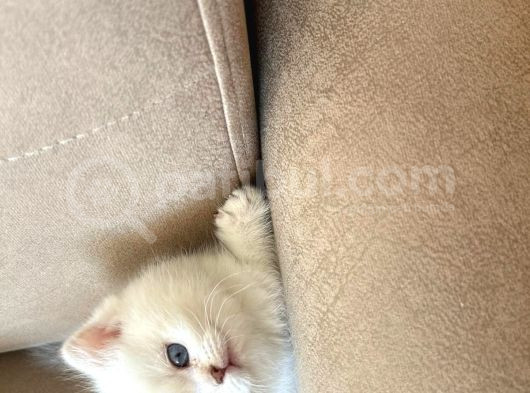 Bri̇ti̇sh Golden Babadan  Beyaz Mavi Gözlü görsel