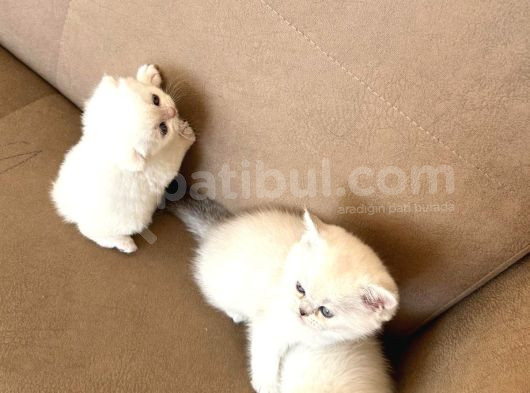 Bri̇ti̇sh Golden Babadan  Beyaz Mavi Gözlü görsel
