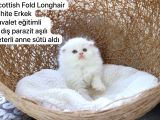 Özel Kedi Serisi Safkan Yavrularım